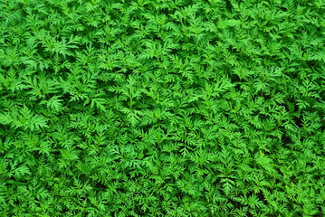 
Green pattern of green leaves of grass,
초록색 풀잎들의 그린패턴