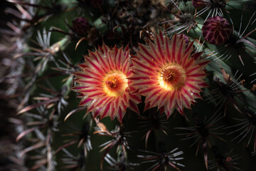 A flowering cactus in the desert botanical garden