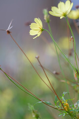 秋の散歩道のコスモスの花。背景をぼかし明るく仕上げる。