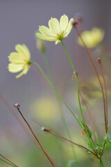 秋の散歩道のコスモスの花。背景をぼかし明るく仕上げる。