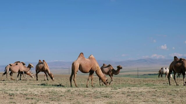Bactrian camels graze in Altai desert pasture. Kosh-Agach higland intermountain valley.