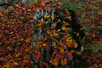 Autumn leaves in the mountain forest