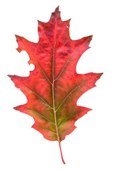 Obraz premium Red oak leaf in fall color, changes in nature 