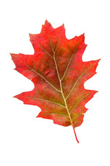 Red oak leaf in fall color, changes in nature

