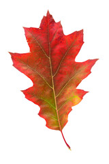 Red oak leaf in fall color, changes in nature
