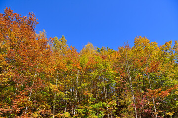 Naklejka premium 紅葉の風景