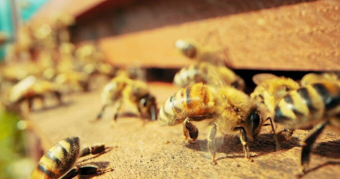 Busy bees close up shot selective focus on insects working with honey collecting pollen making natural products. Honey buisness natural products in contryside apriculture concept .