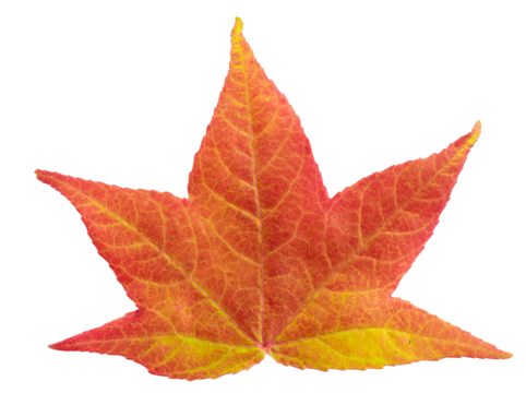 Maple leaf in fall color, changes in nature
