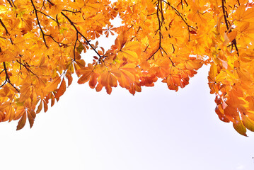 Colorful maple and leaves in October, 
10월의 화려한 단풍나무와 잎새