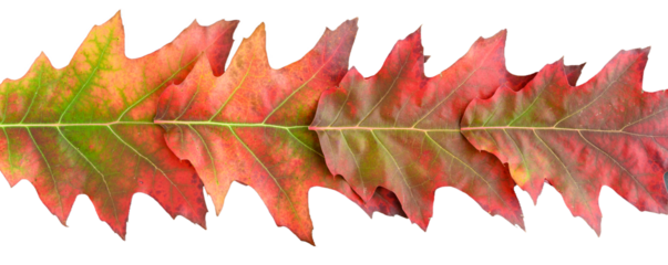 Row of red oak leaves in fall color, changes in nature
