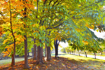 Naklejka premium Colorful maple and leaves in October, 10월의 화려한 단풍나무와 잎새