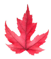 Maple leaf in fall color, changes in nature
