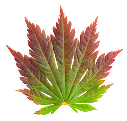 Maple leaf in fall color, changes in nature
