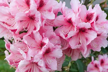 Stickers pour porte Azalée Pink rhododendron blossoms