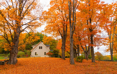 colorful autumn trees and houses in residential area