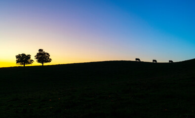 silhouette of trees and cow on hill top in twilight