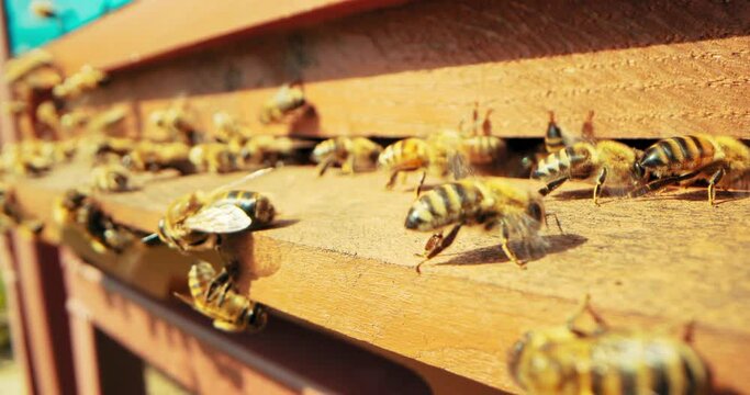 Busy bees close up shot selective focus on insects working with honey collecting pollen making natural products. Honey buisness natural products in contryside apriculture concept .