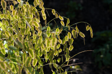 pendant grass seed heads backlit by the sun on a dark background