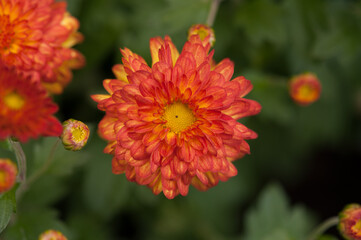 beautiful orange chrysanthemum on a green foliage background