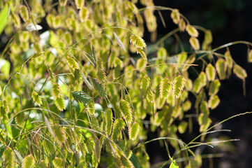 grass seed heads or plumes on a dark background