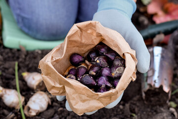 Woman holding closeup paper bag with purple Scilla flower bulbs ready to plant in the garden