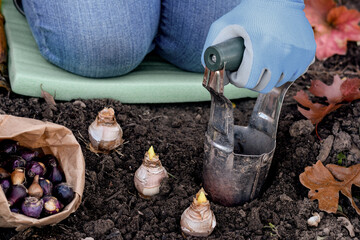 Woman planting flower bulbs in the garden - obrazy, fototapety, plakaty
