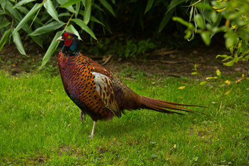 The Common pheasant (Phasianus colchicus).