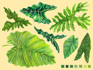 Watercolor Philippine flora Araceae Alocasia