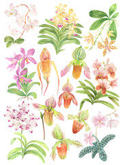 Watercolor Philippine flora Orchidaceae set