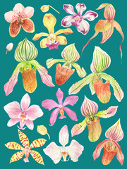 Watercolor Philippine flora Orchidaceae flowers