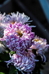Chrysanthemums blooming in autumn