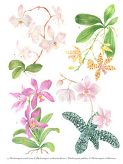 Watercolor Philippine flora Phalaenopsis orchids with scientific names