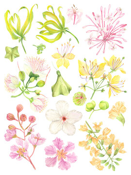 Watercolor Philippine flora flowering trees flowers
