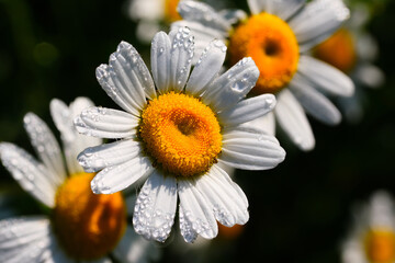 Obraz premium Rain on flower