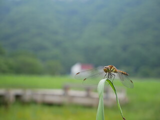 トンボ
