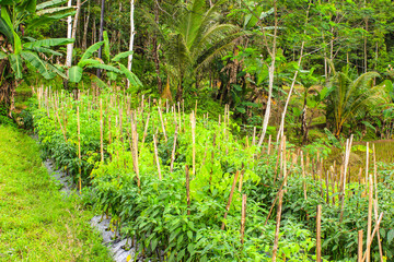 Green Chili Peppers (Capsicum annuum) Cultivated in Rural Farming Area. Chili Pepper and Tomato...