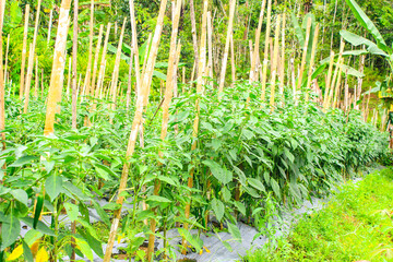 Obraz premium Green Chili Peppers (Capsicum annuum) Cultivated in Rural Farming Area. Chili Pepper Garden