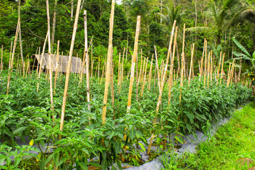 Green Chili Peppers (Capsicum annuum) Cultivated in Rural Farming Area. Chili Pepper Garden