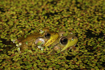 Mating pair of green frogs (Rana clamitans / Lithobates clamitans) in amplexus.  The male clings to the back of the female and will fertilize the eggs that she lays.
