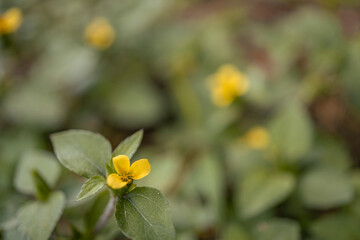 Macro photo of little yellow flower on the tropical forest. The photo is suitable to use for nature background, poster and advertising. 