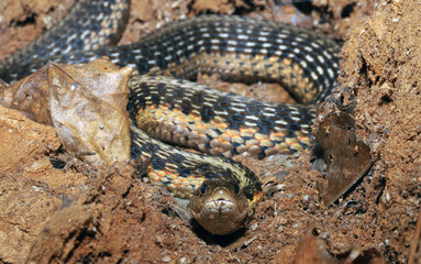 Common Garter Snake resting in an 