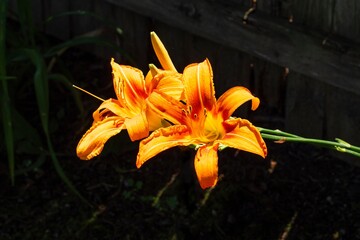 Orange Daylilies in bright sunlight; two orange daylily blossoms isolated against dark wood fence and garden. Soft focus background. Exposure intentionally manipulated for effect.