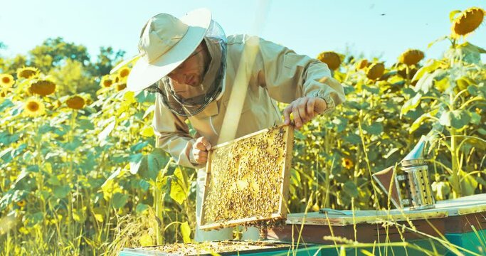 Slow motiong selective focus man person in beekeeper suit costume standing in fieel of sunflowers beehive taking wooden frame full of bees and honey from hive using smoker calming bees collecting .