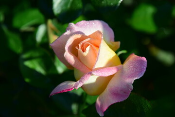 薔薇