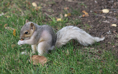 Young fox squirrel (Sciurus niger) eating a small seed. 