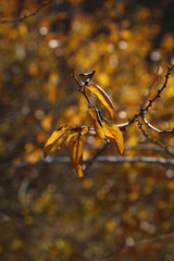 autumn leaves in the forest