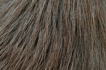 Macro photo of a red-gray dog's fur
