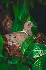 Brazilian bird. Blurred high resolution photo of a bird sitting on a tree