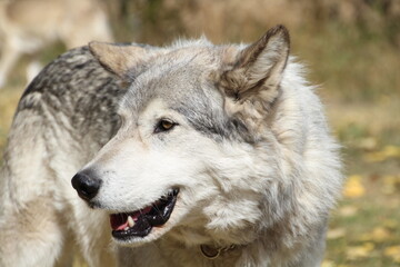 Fototapeta premium gray wolf canis lupus