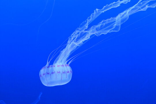 「パープルストライプドジェリー」の写真素材 11件の無料イラスト画像 Adobe Stock